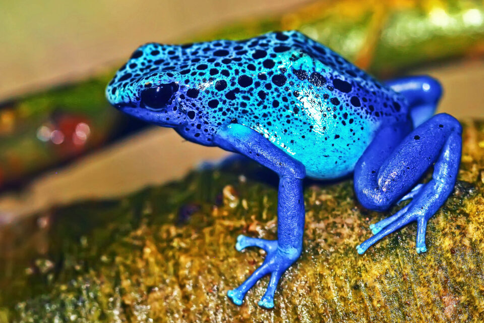 Venomous vs. Poisonous, What's the Difference? (Hint: They'll Both Kill You)