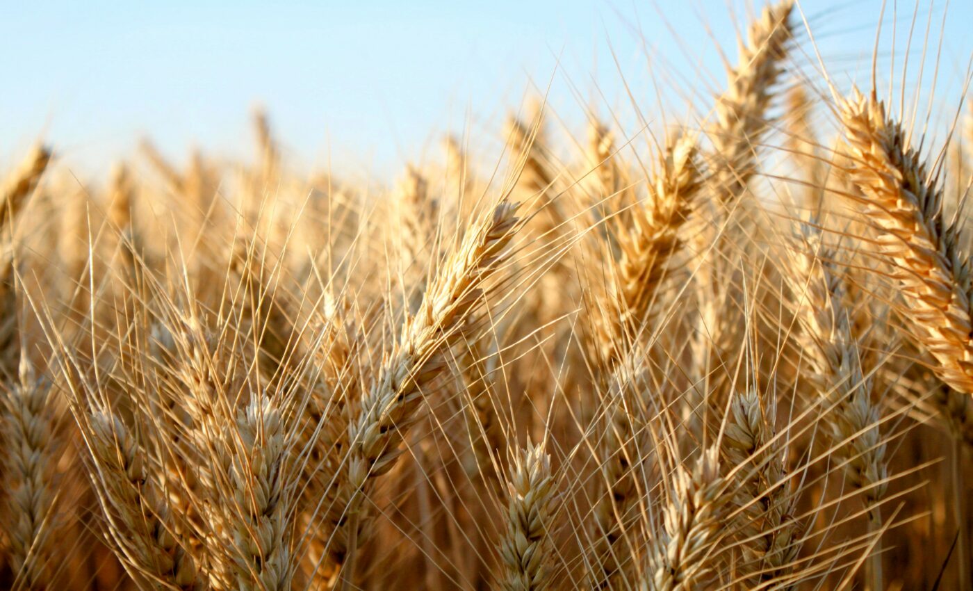 Barley was bred for exceptional qualities in the 19th century
