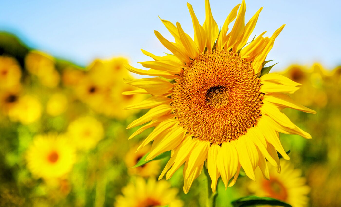 "Invisible" colors in sunflowers do more than just attract bees