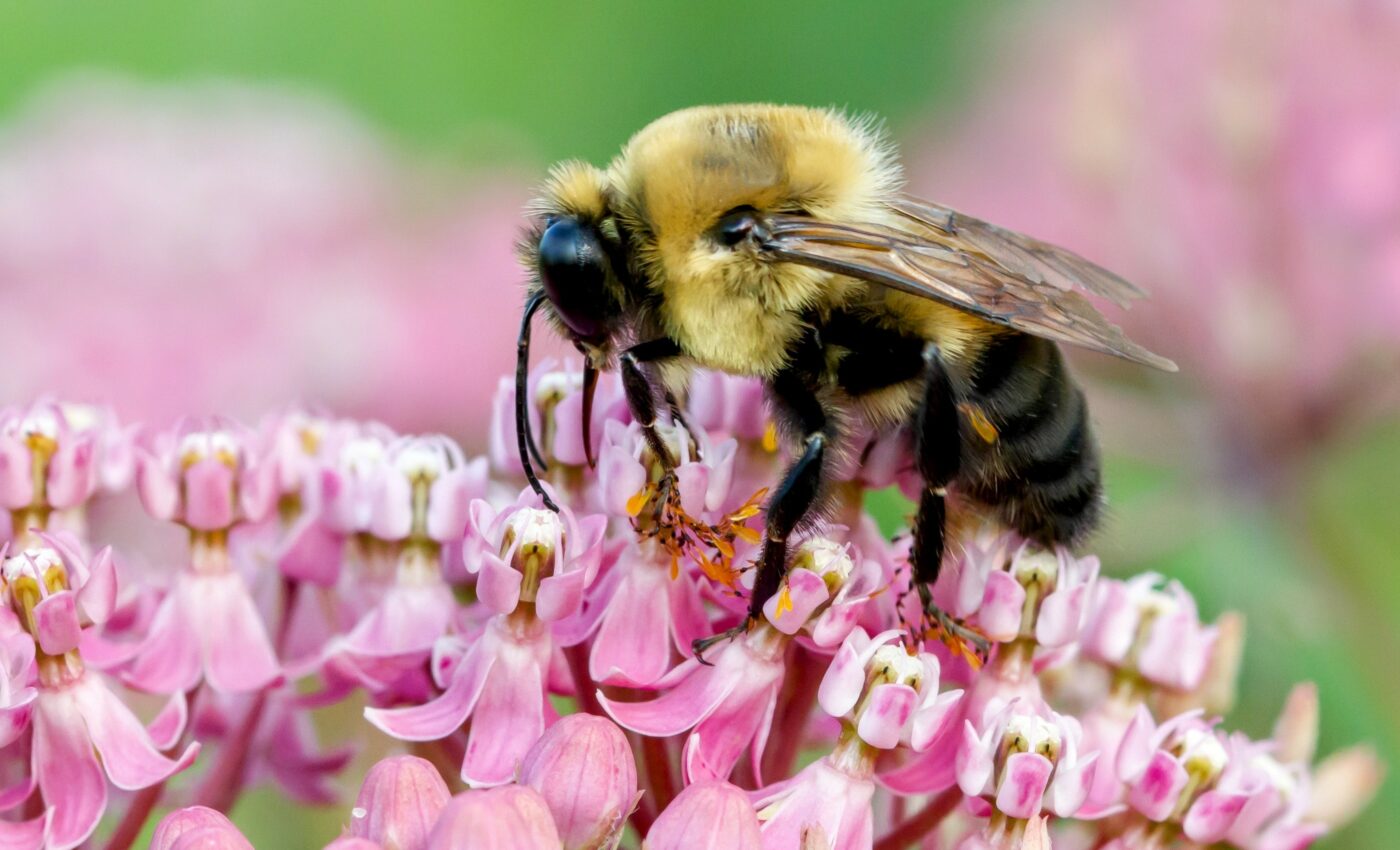 Air pollutants confuse pollinators and reduce food production
