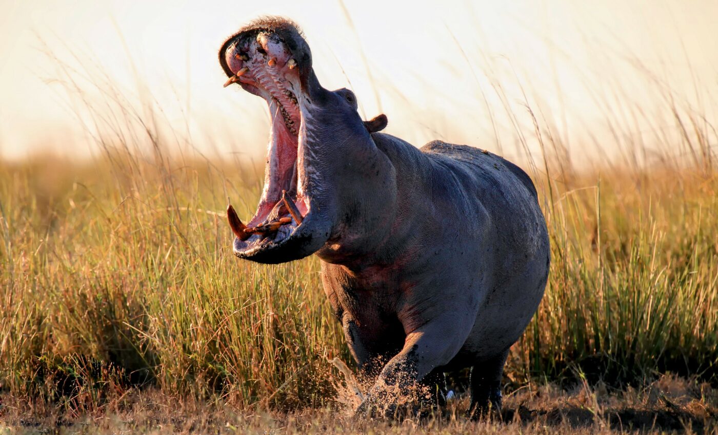 Sweeping changes needed to reverse biodiversity loss