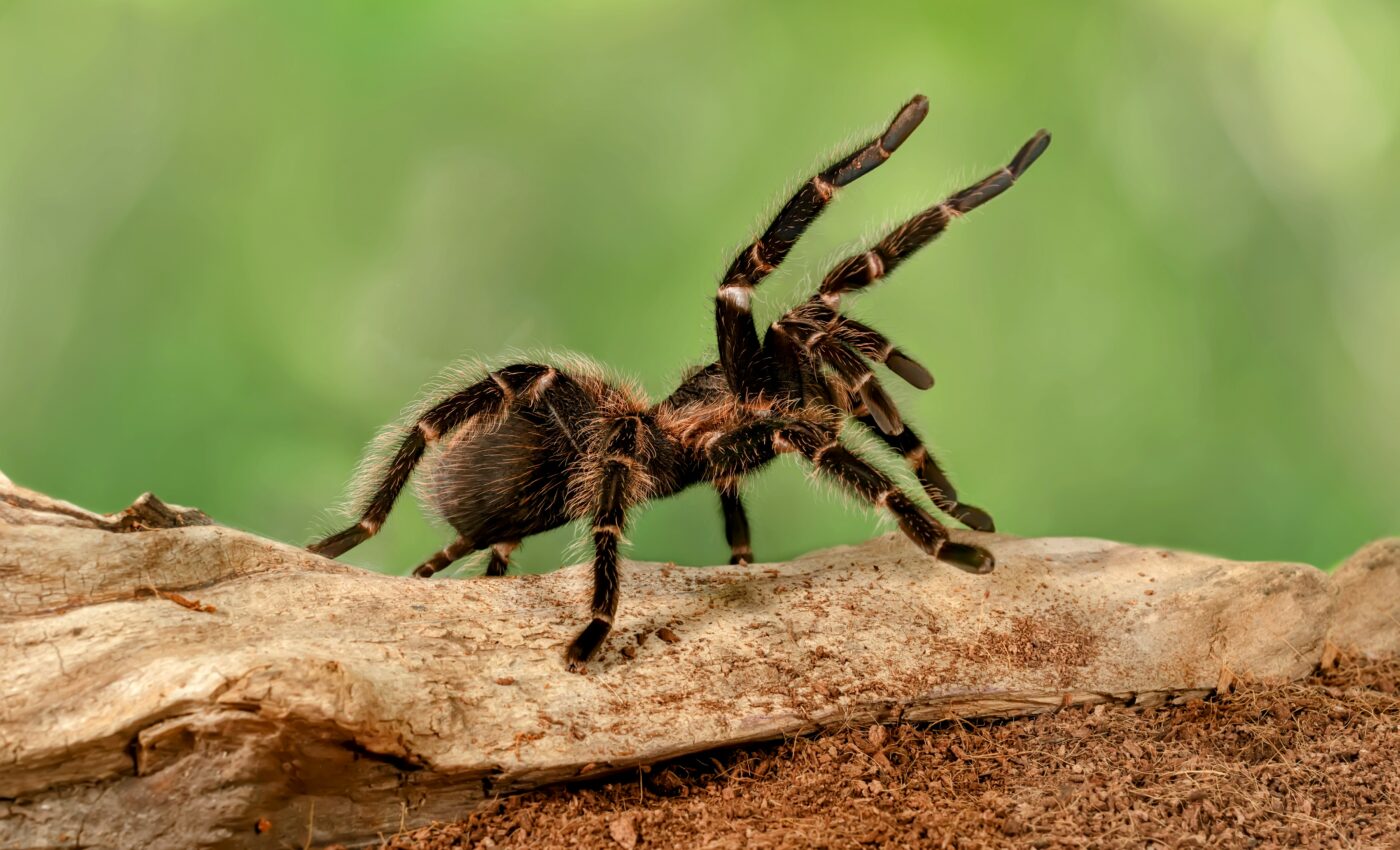 Scientists have discovered worms that kill tarantulas