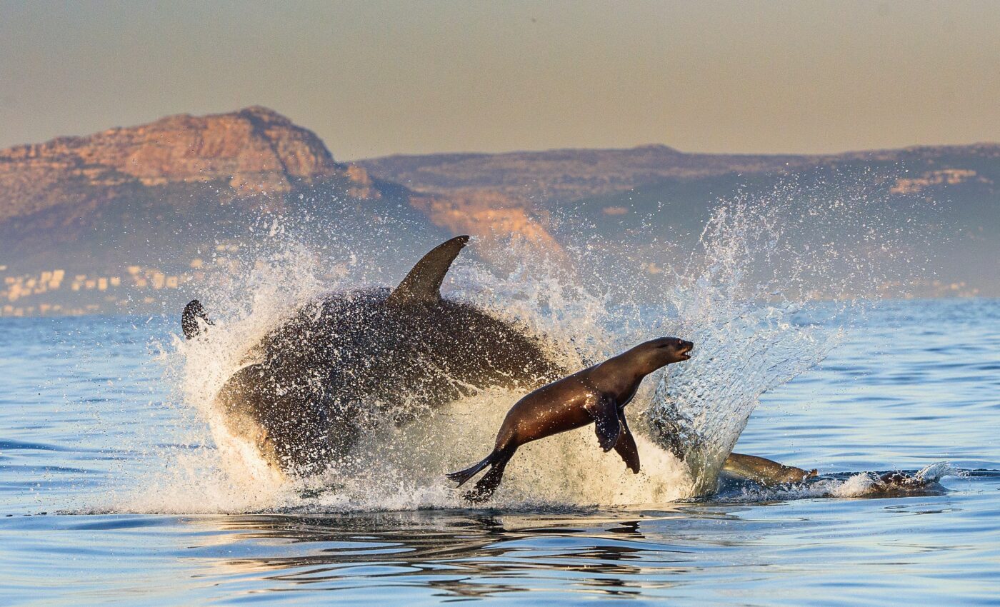 REM sleep may help protect against predator attacks