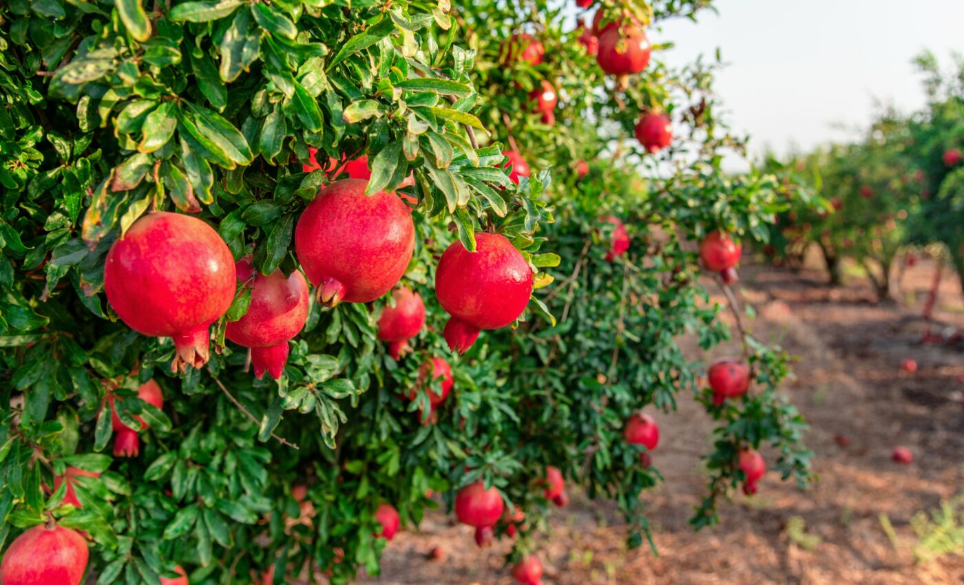 Pomegranates contain an anti-aging substance