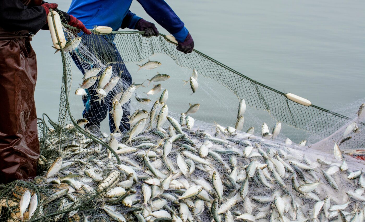Lighted nets help protect endangered marine wildlife
