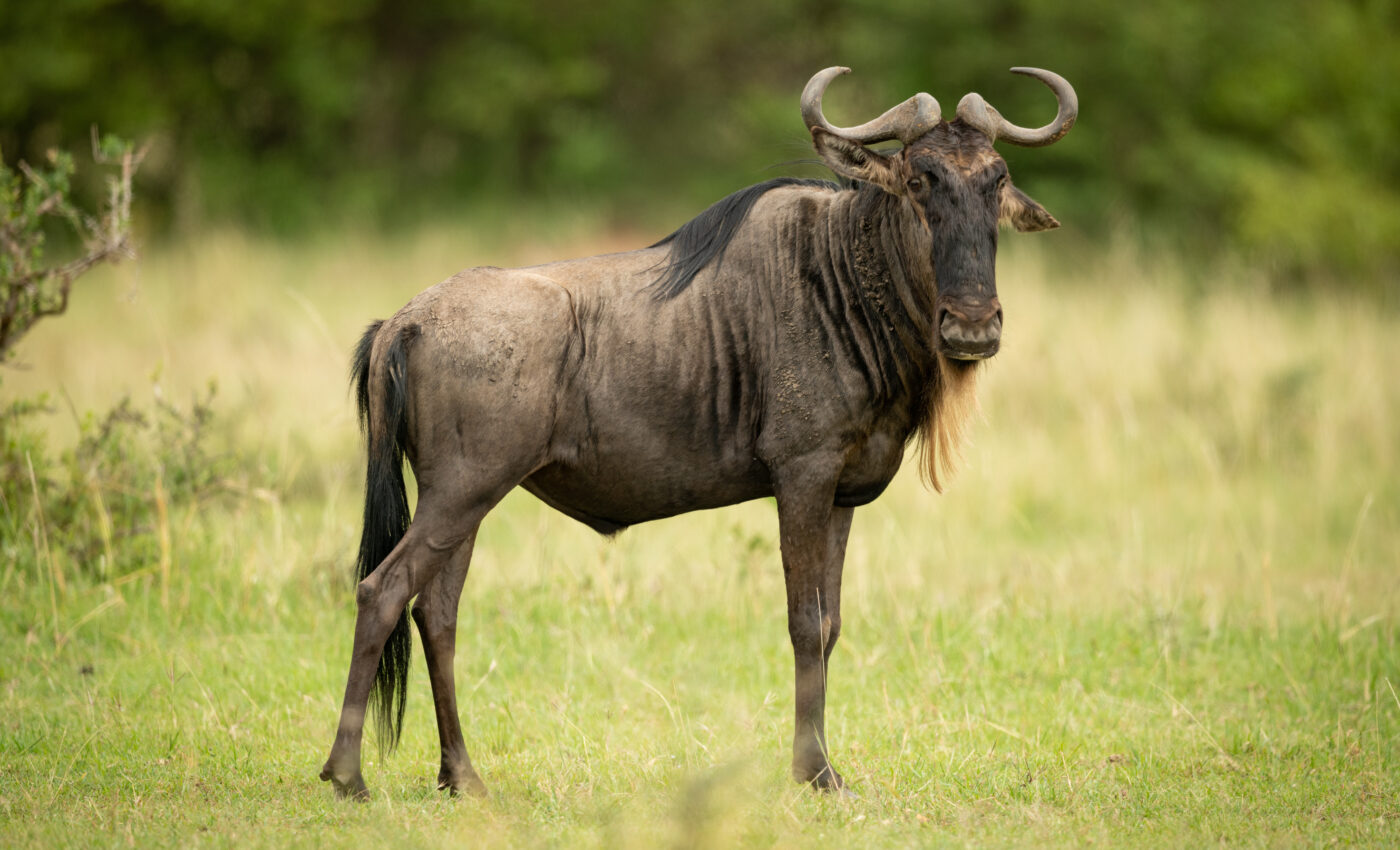 What role did meat eating play in human evolution?