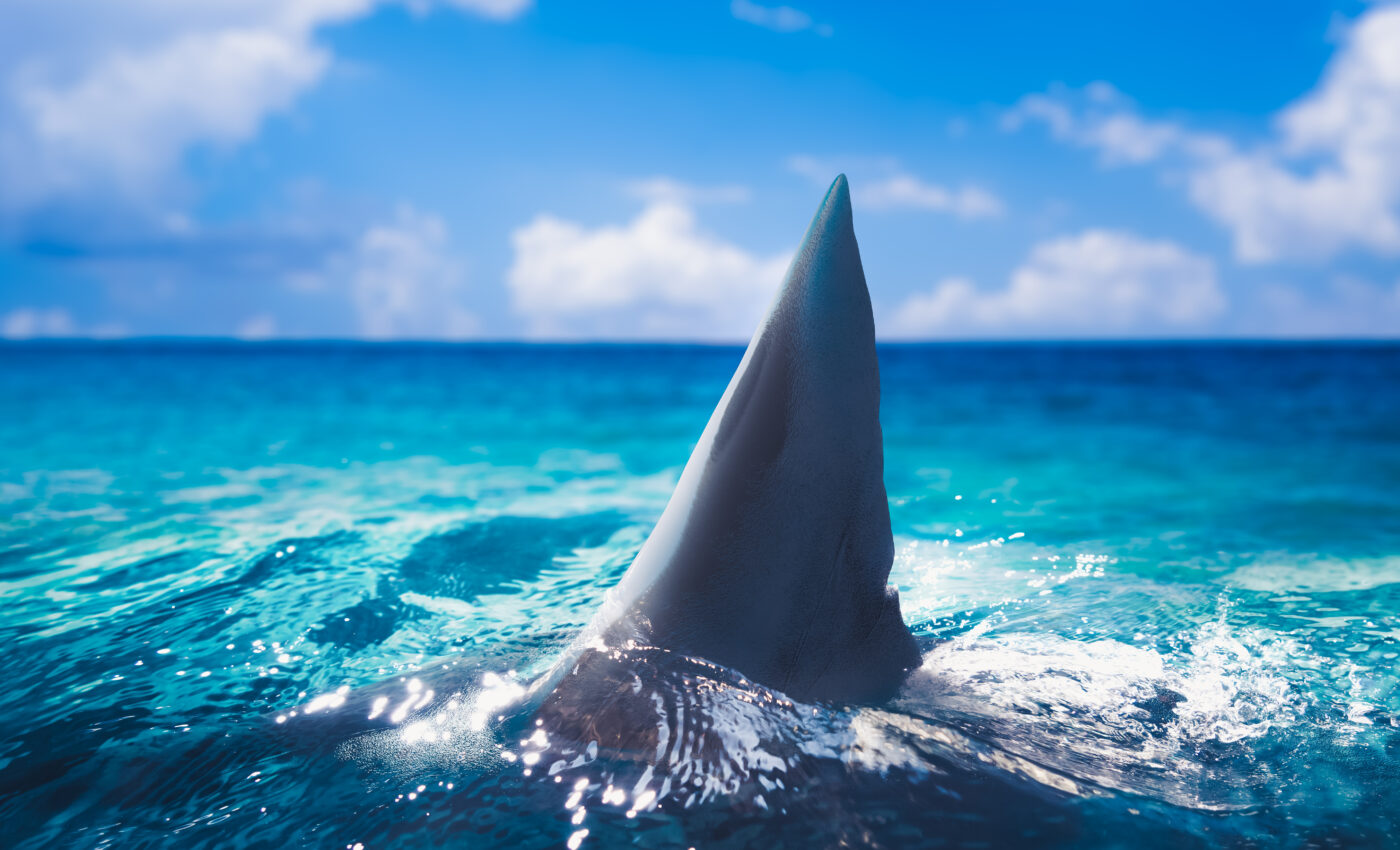 Shark attacks are rising, after a three-year decline