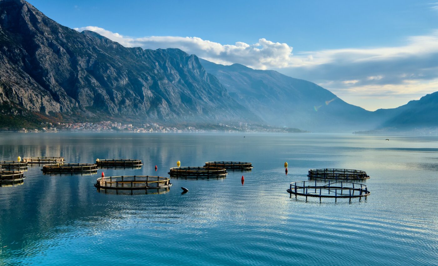 Mariculture is highly sustainable and climate friendly