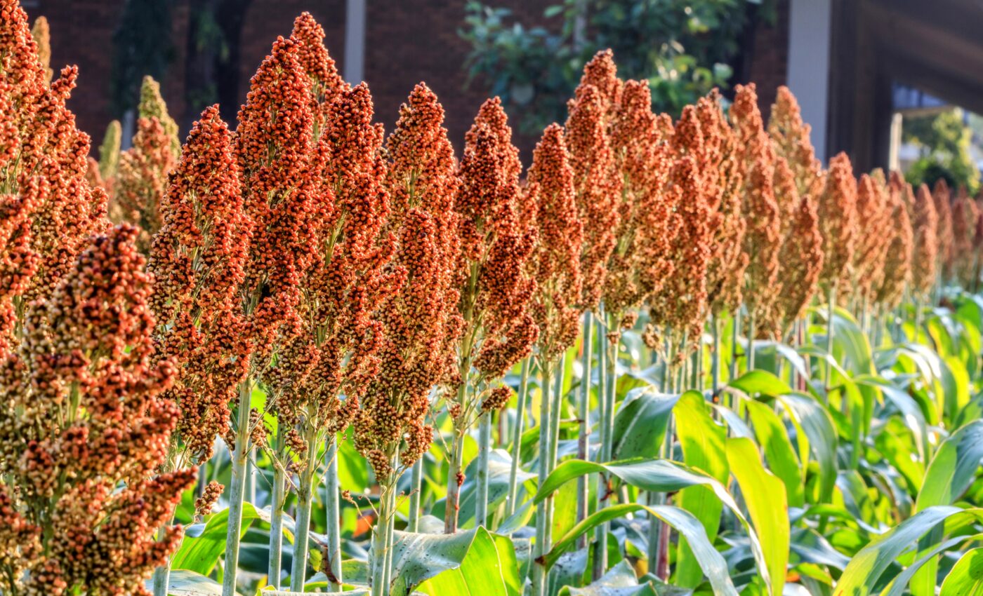 Genetics and the environment interact in plant development