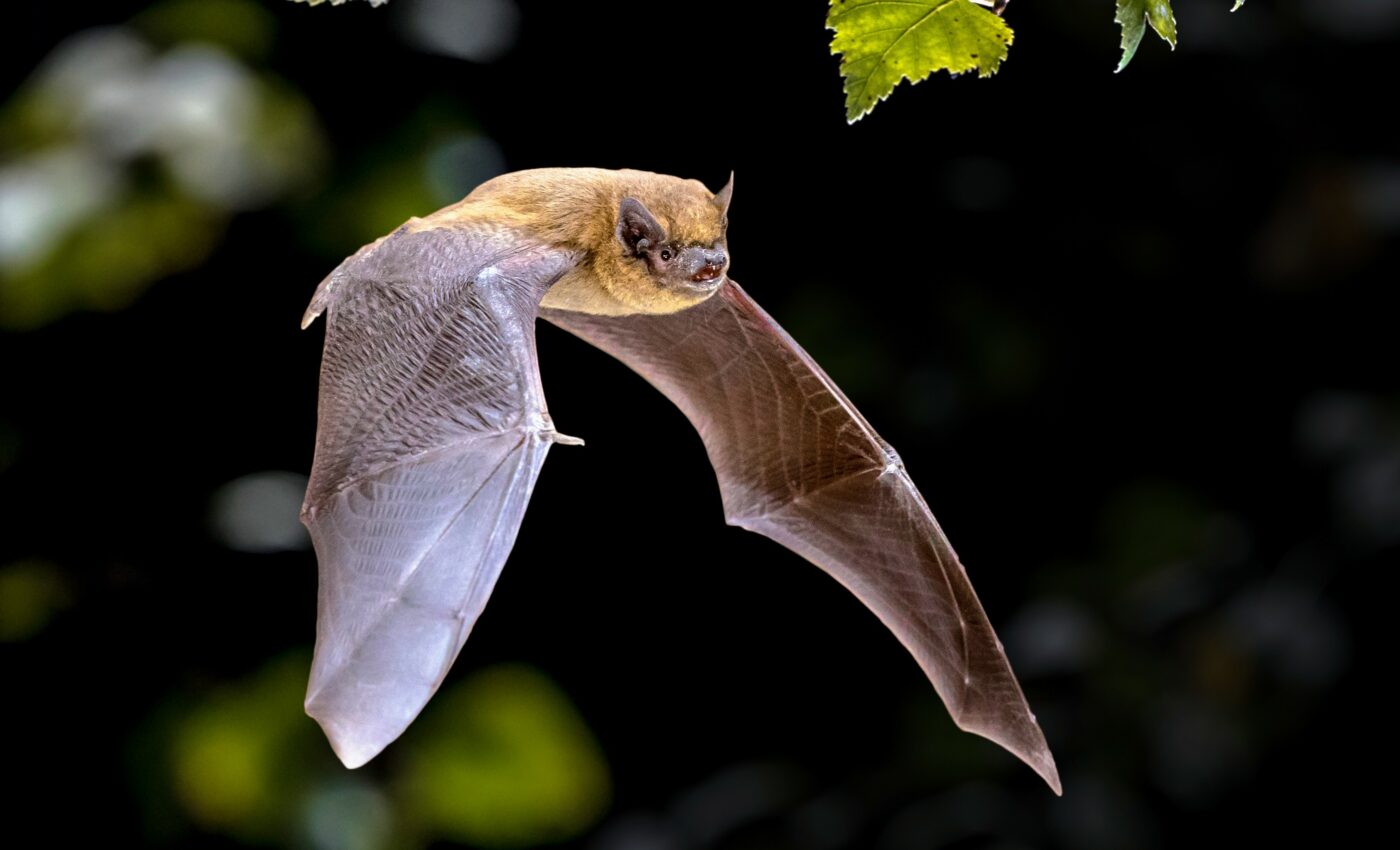 Bats use different inner ear structures to navigate