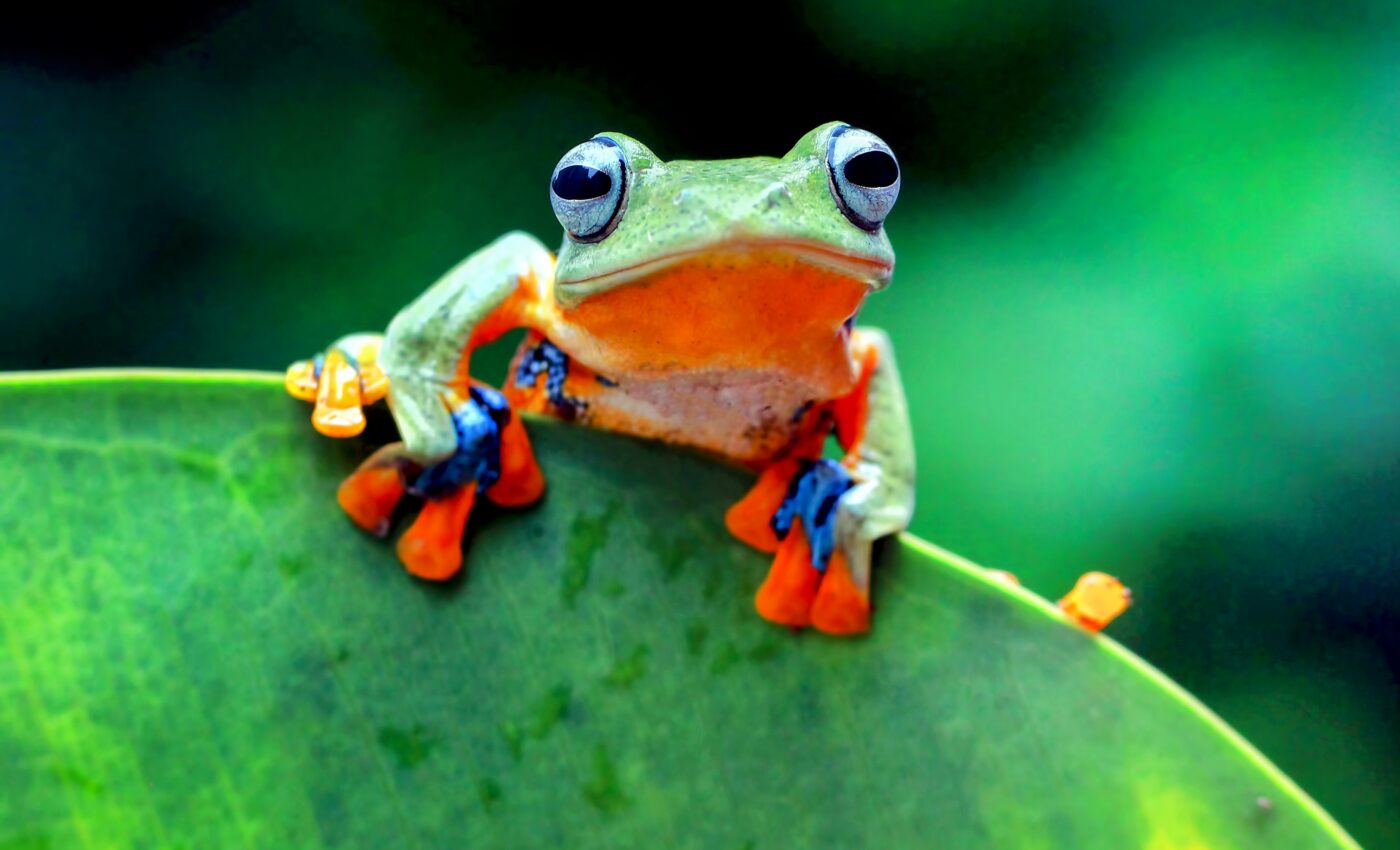 Scientists can help frogs grow new limbs