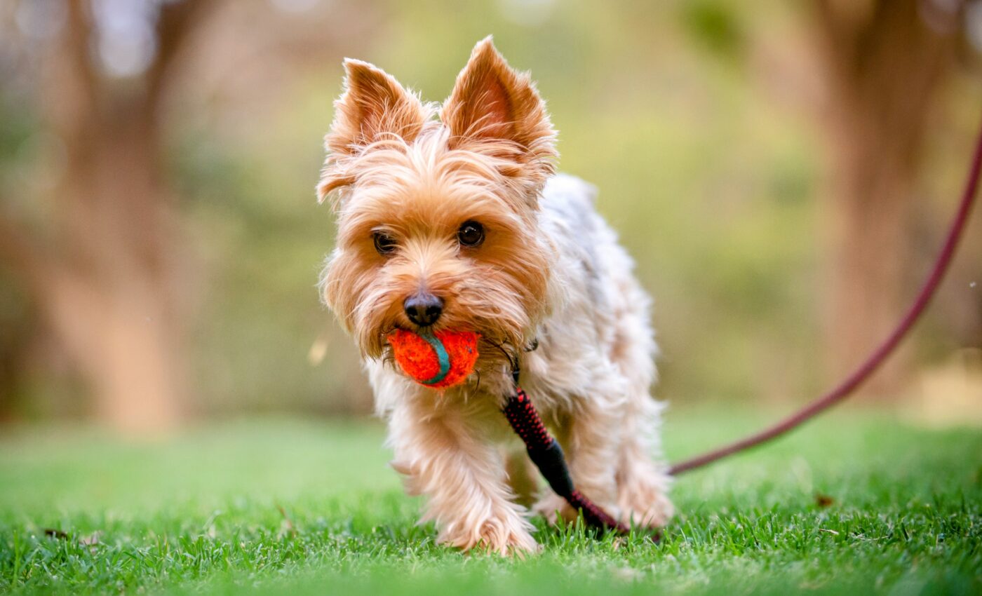 Small dogs have a gene mutation that existed in ancient wolves