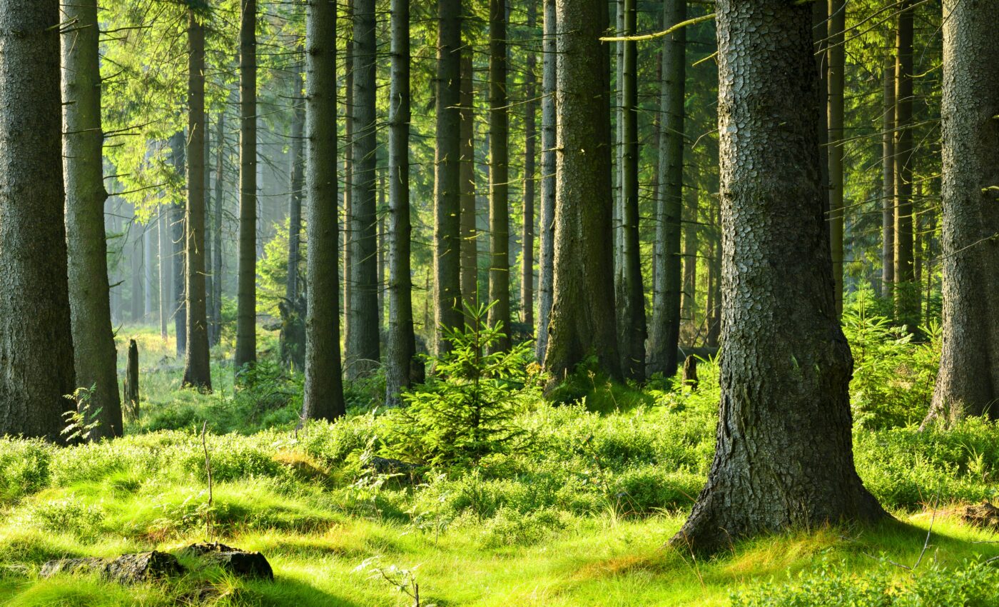 Global warming will cause massive declines in tree growth