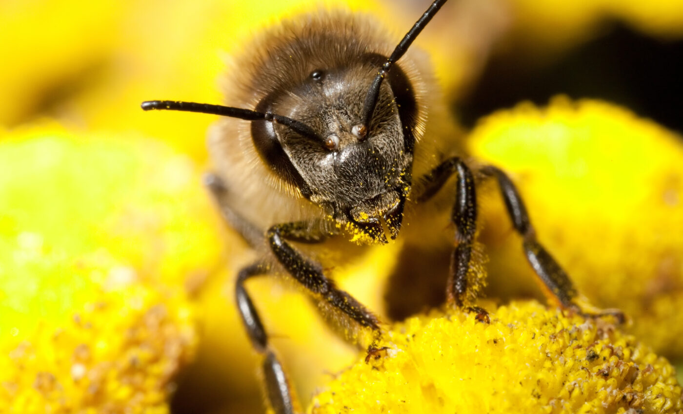 Honeybees may be superspreaders of plant viruses