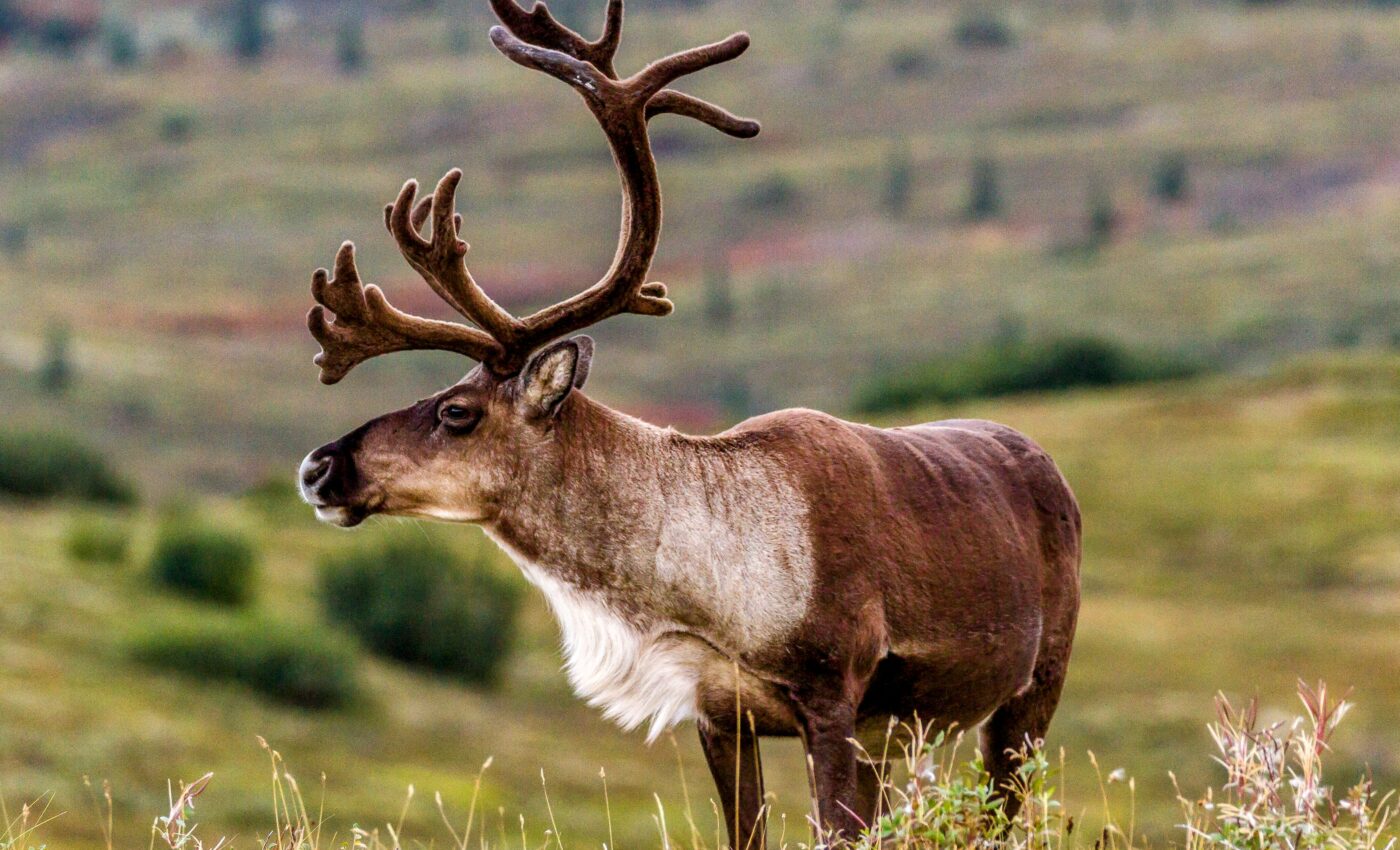 Caribou help rare plants survive climate change