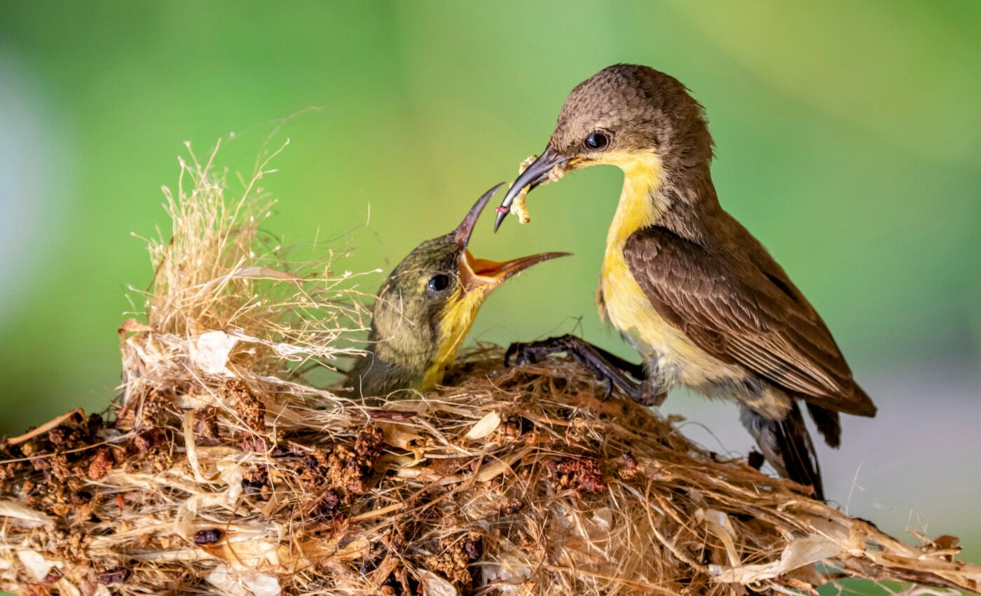 How do birds know when it's time to stop migrating?