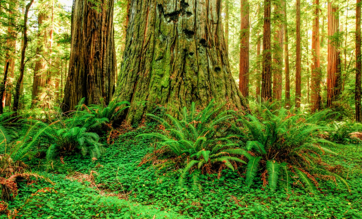 Temperate rainforests can help fight climate change