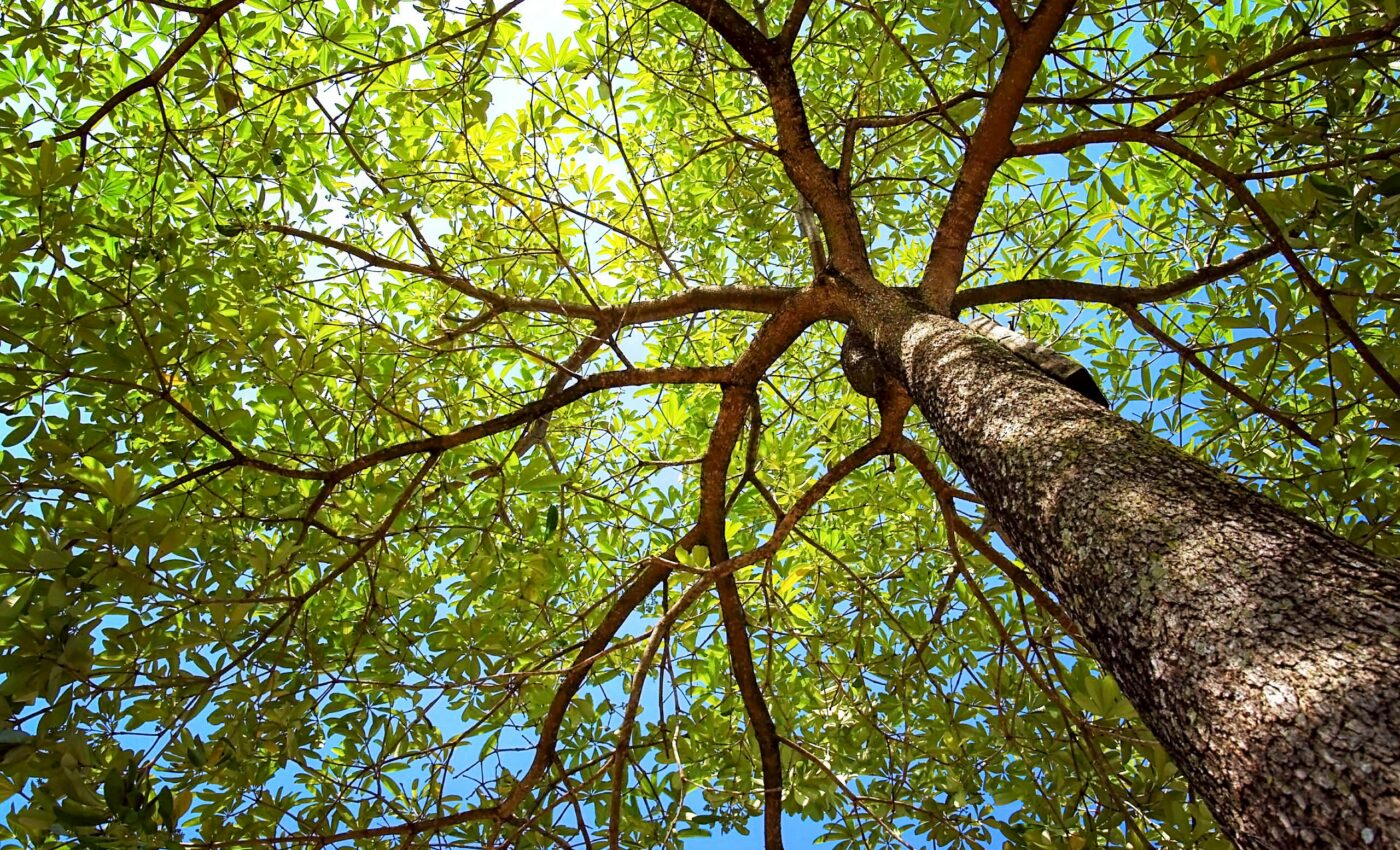 Trees have a better chance of survival in less crowded forests