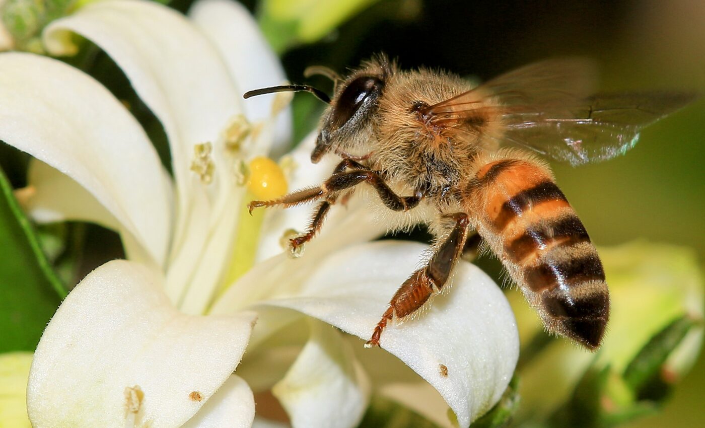 Dangerous bee behavior may be linked to appearance