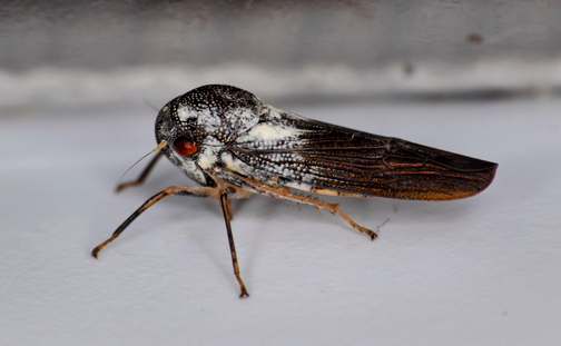 Rare insect with leaf-shaped genitals discovered in Uganda