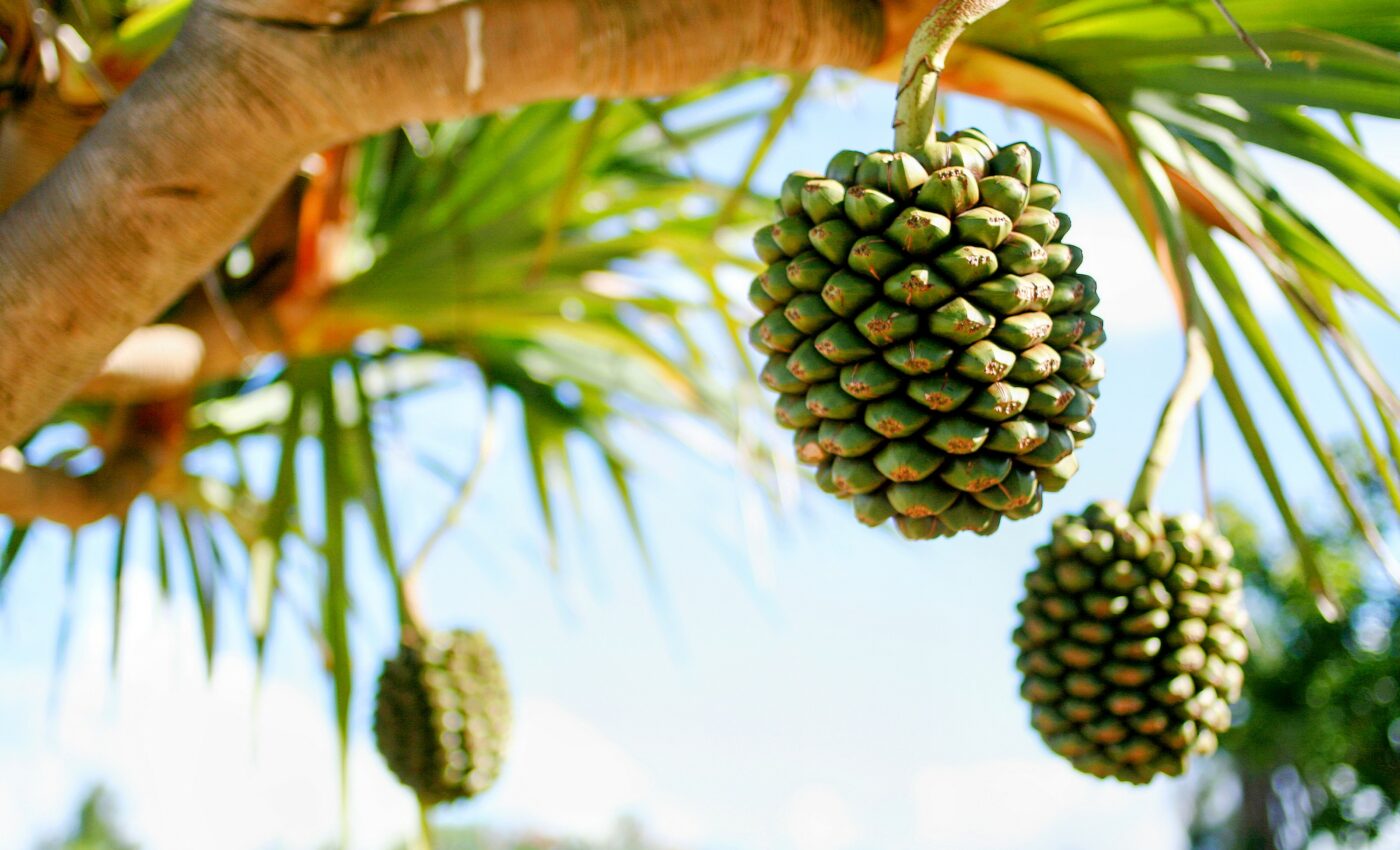 "Blue zone" diets reduce the risk of severe COVID-19