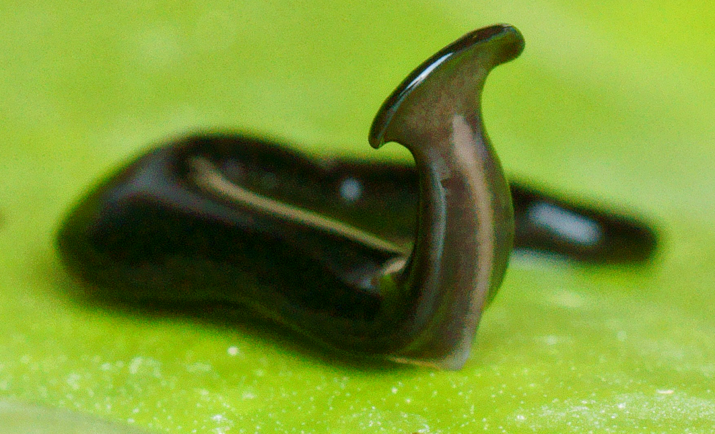Two new species of invasive flatworms discovered