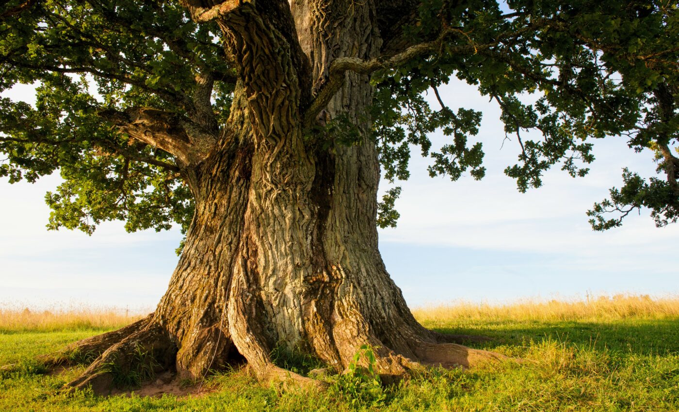Ancient trees are vital to forest survival