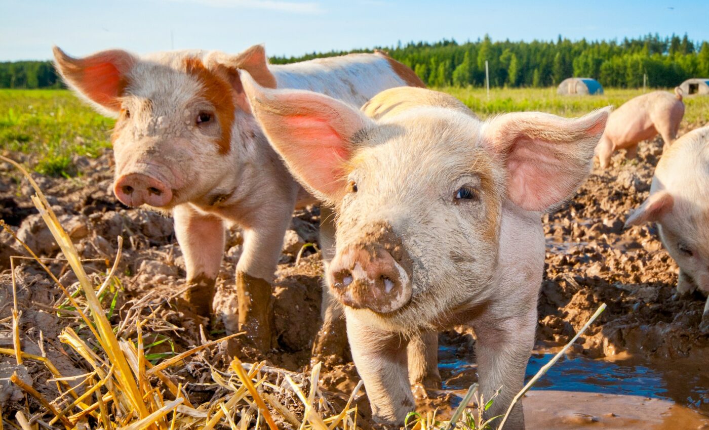 Dietary shift away from meat could prevent climate catastrophe