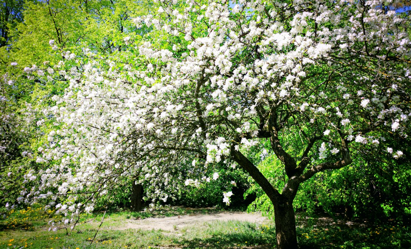 British plants are now flowering a month earlier