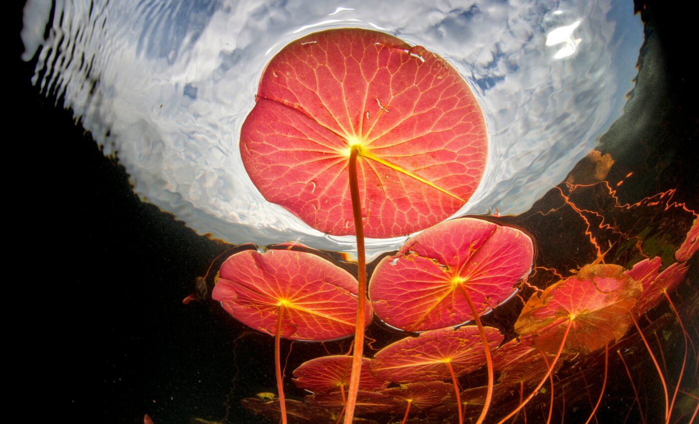 Plants that “breathe” underwater could improve crop resilience