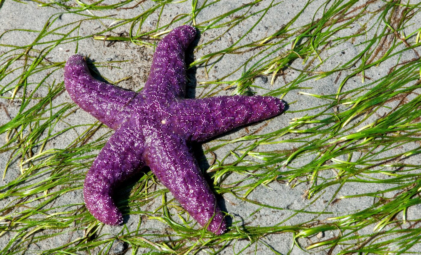 Why are some sea stars more susceptible to disease?
