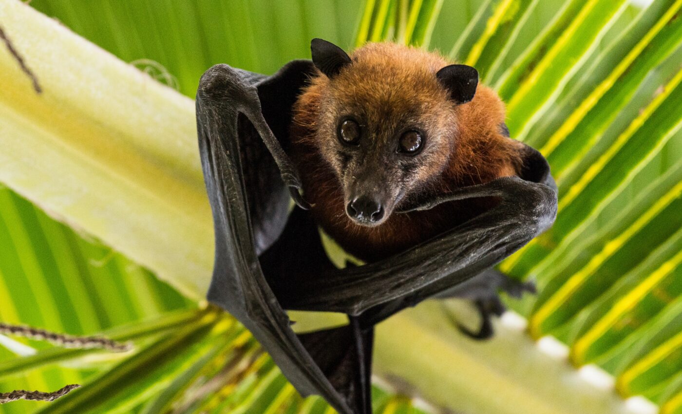 Bats play an active role in plant pollination