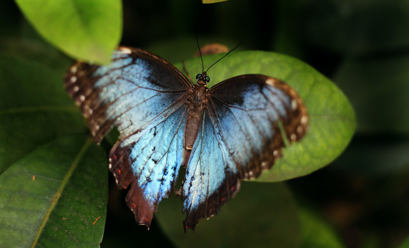 Rainfall patterns will decide if Miami blue butterflies can survive