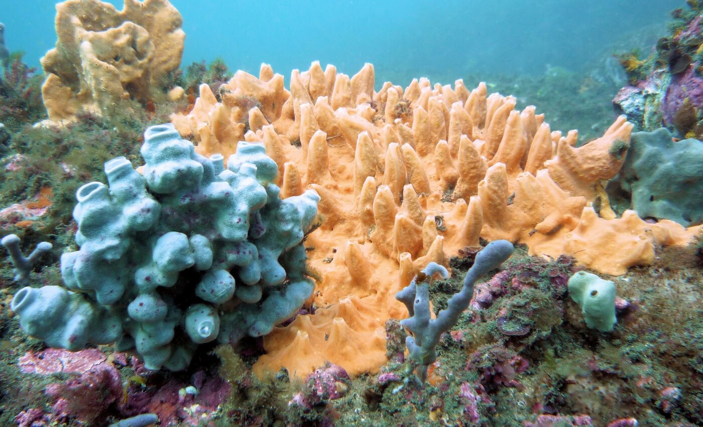 Giant sponge gardens found deep in the Arctic Ocean