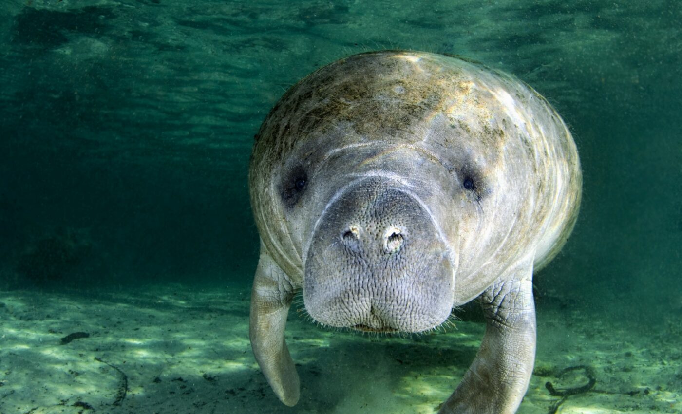 Seagrass restoration could help save starving manatees