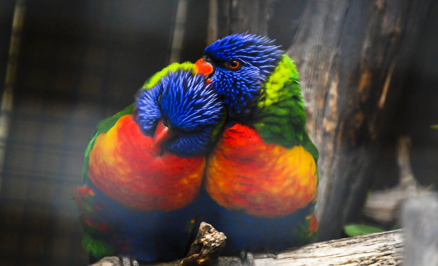 Gut molecule makes animals switch from eating to mating