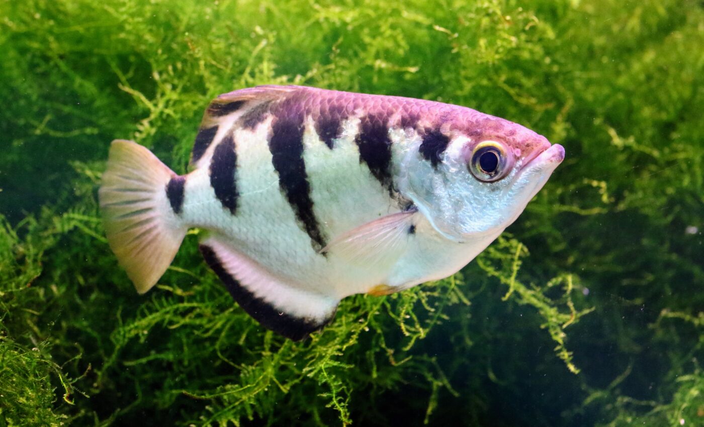 Archerfish can recognize unfamiliar insects that are potential prey
