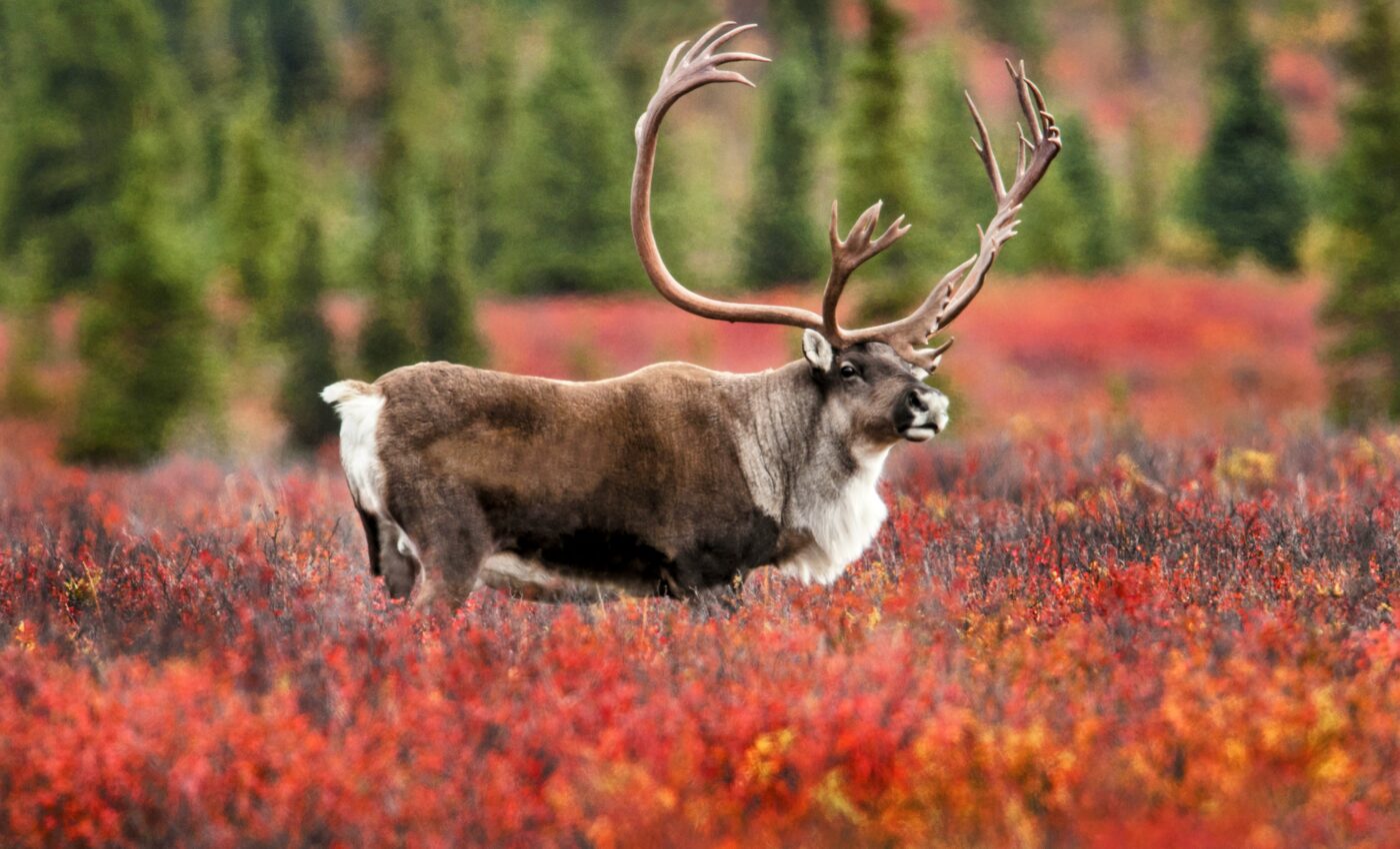 Caribou migratory behavior is reflected in their genes