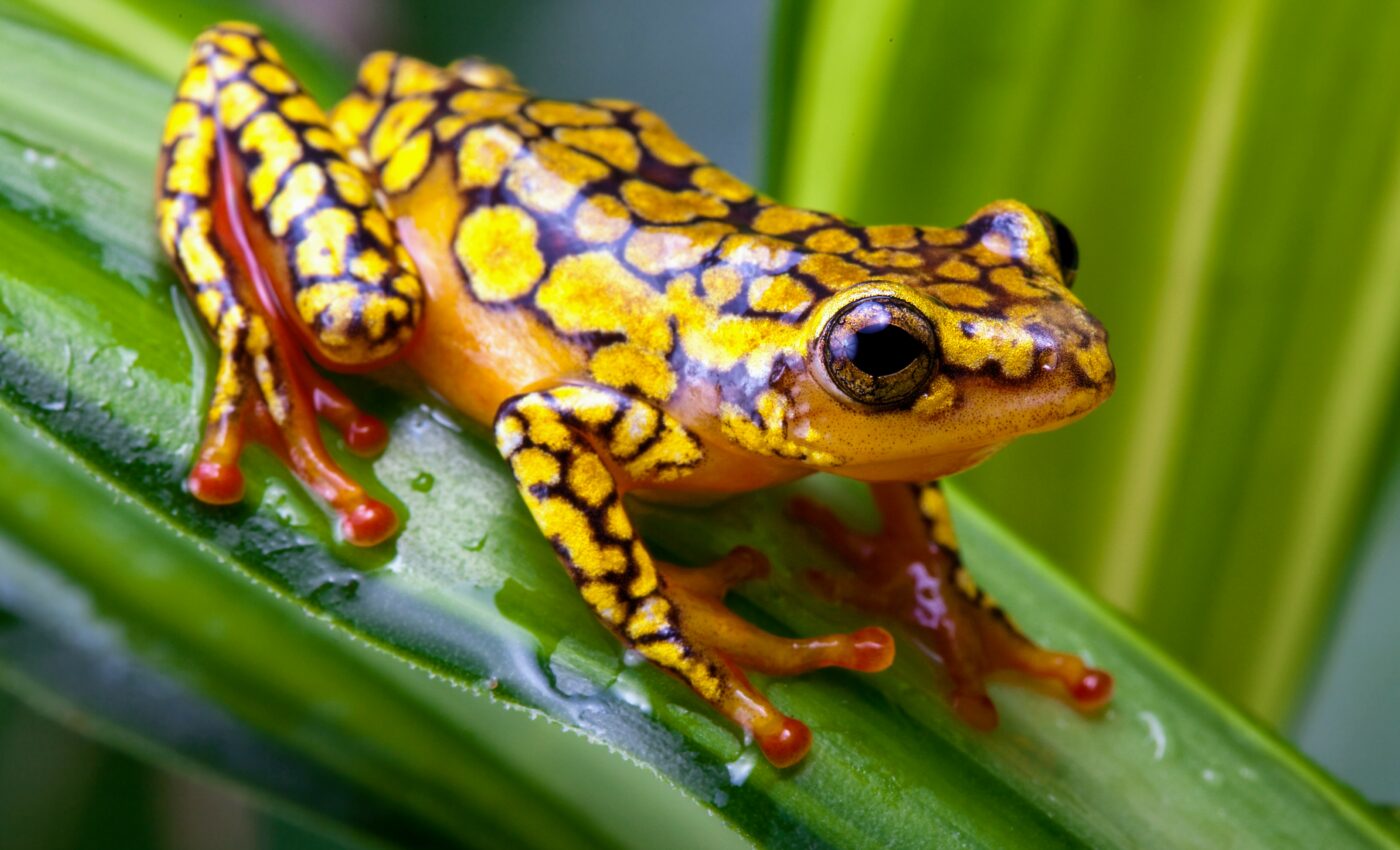Losing the harlequin toad means losing potential medicines