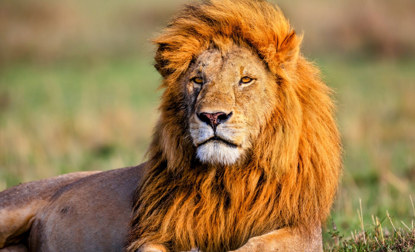 Tooth damage in lions reveals human impact on wildlife
