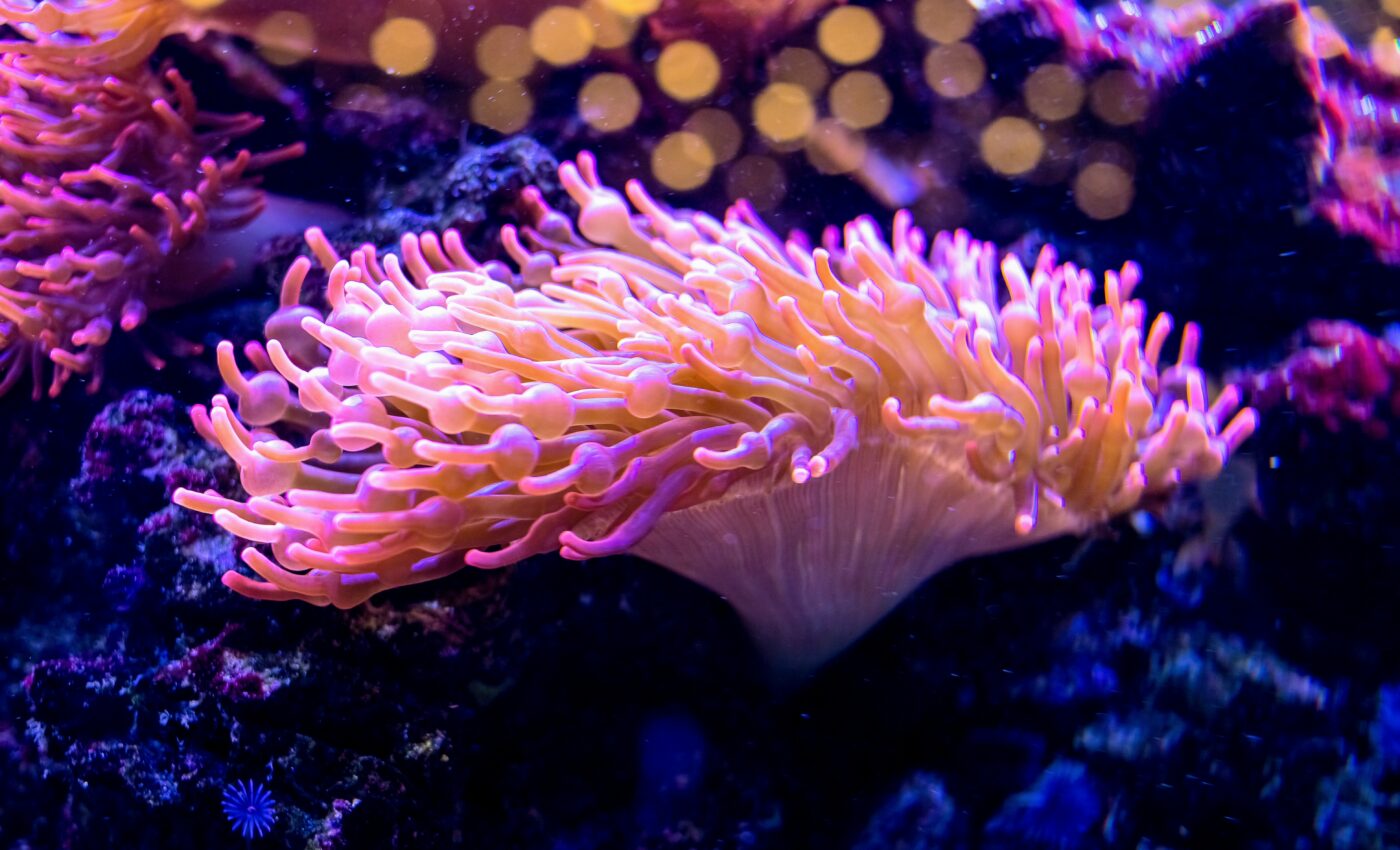 Venomous sea anemone may lead to important drugs
