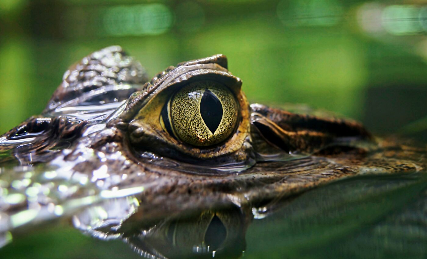 Ancient crocodile-like beast was a "terrifying predator"