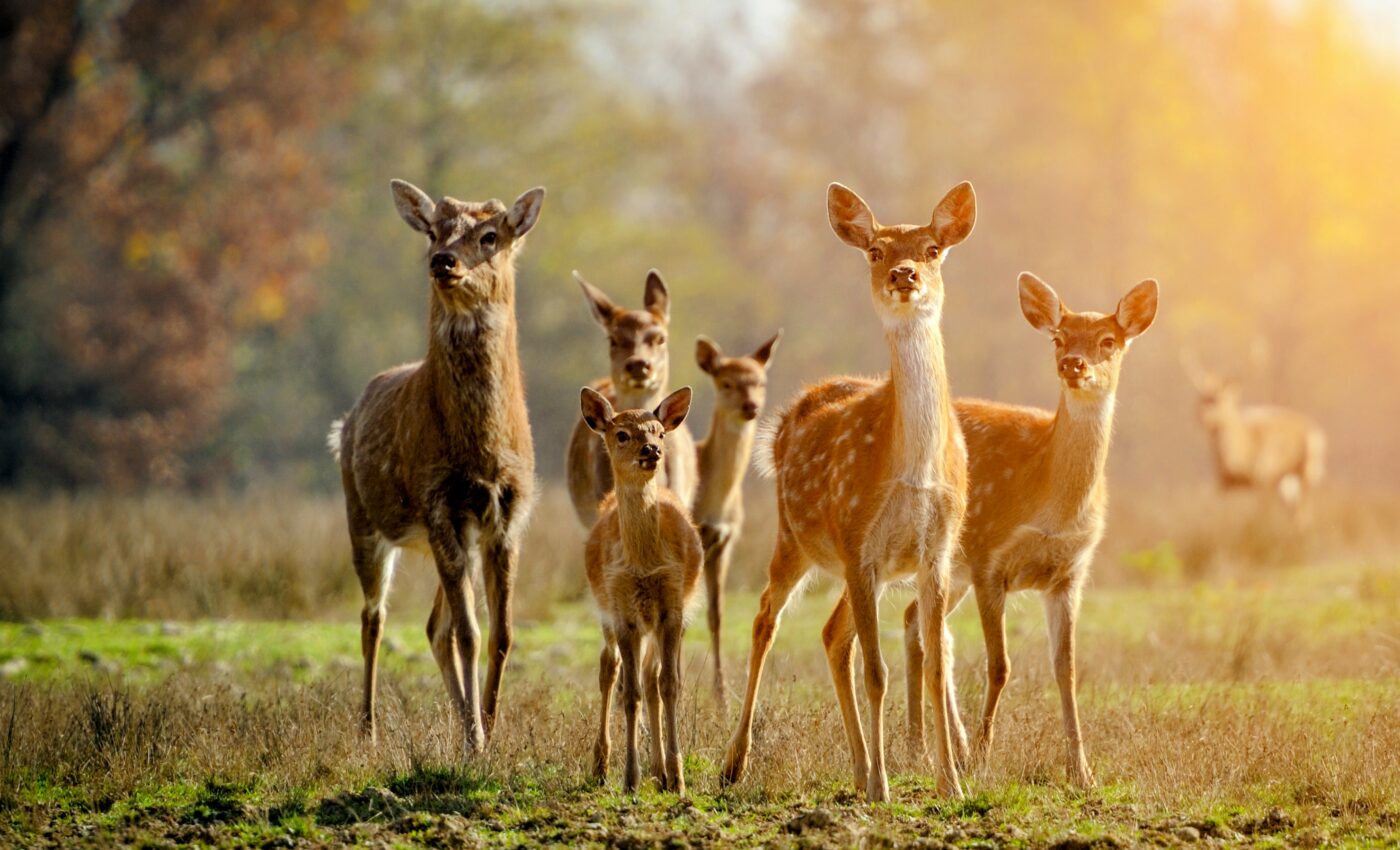 Omicron is still circulating widely through animal populations