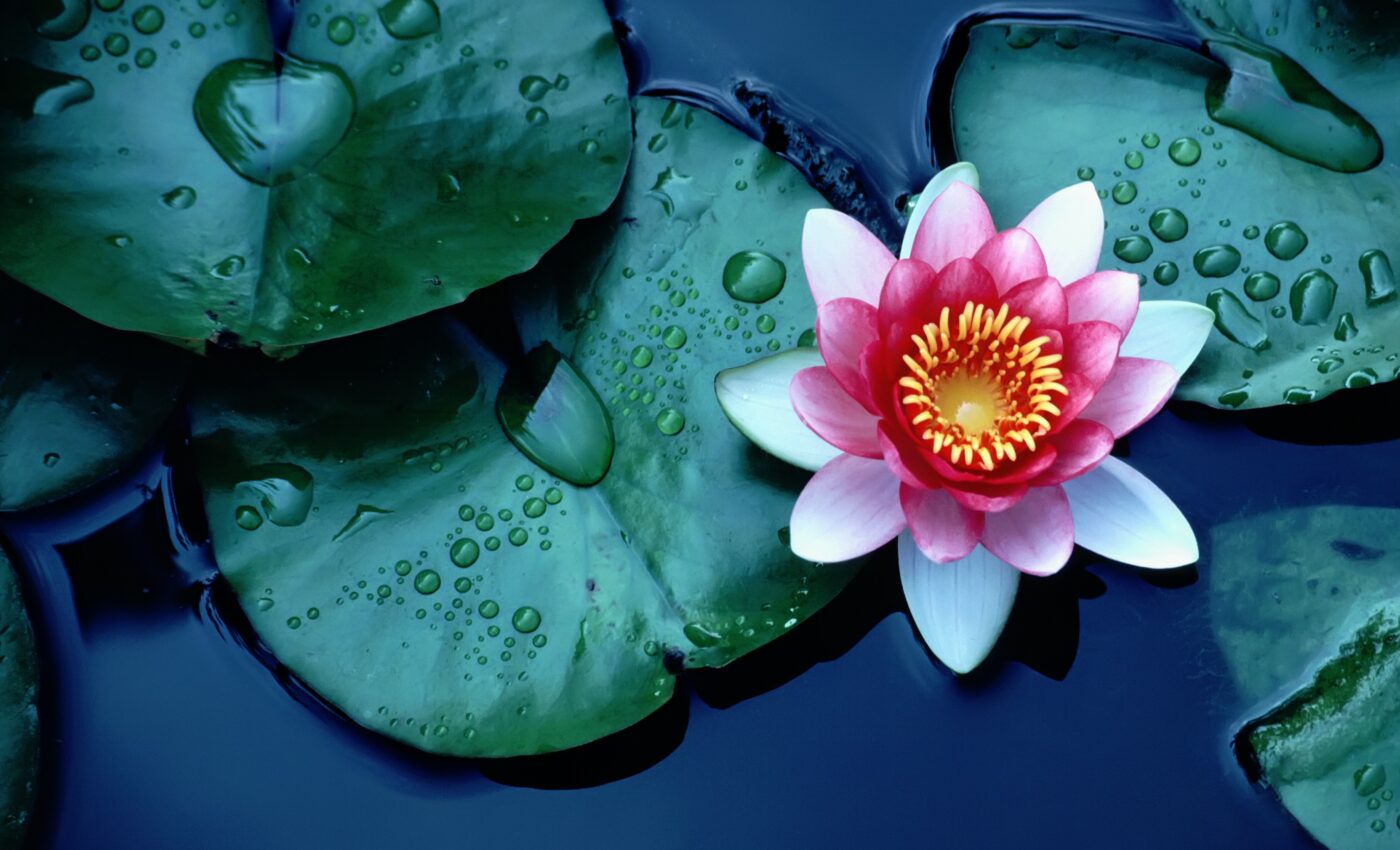 Alarming number of European vascular plants are threatened