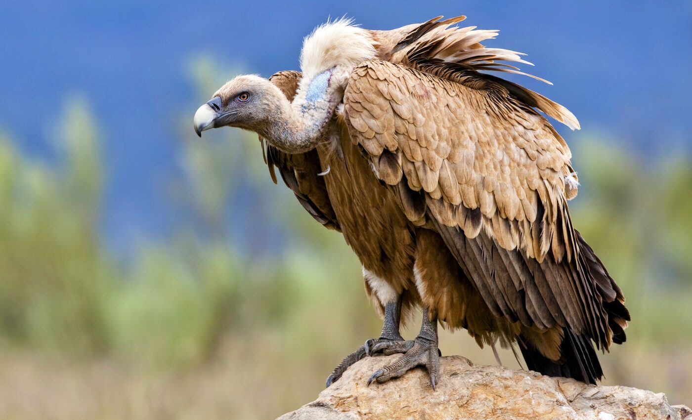 Fewer vultures, more wild dogs linked to greater disease risks