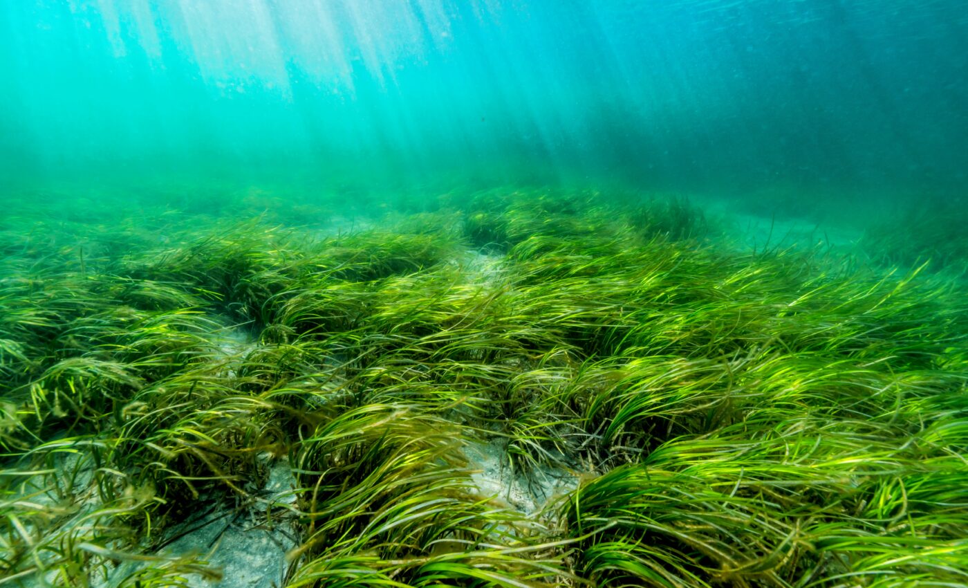 Seagrasses continue to release methane after they die