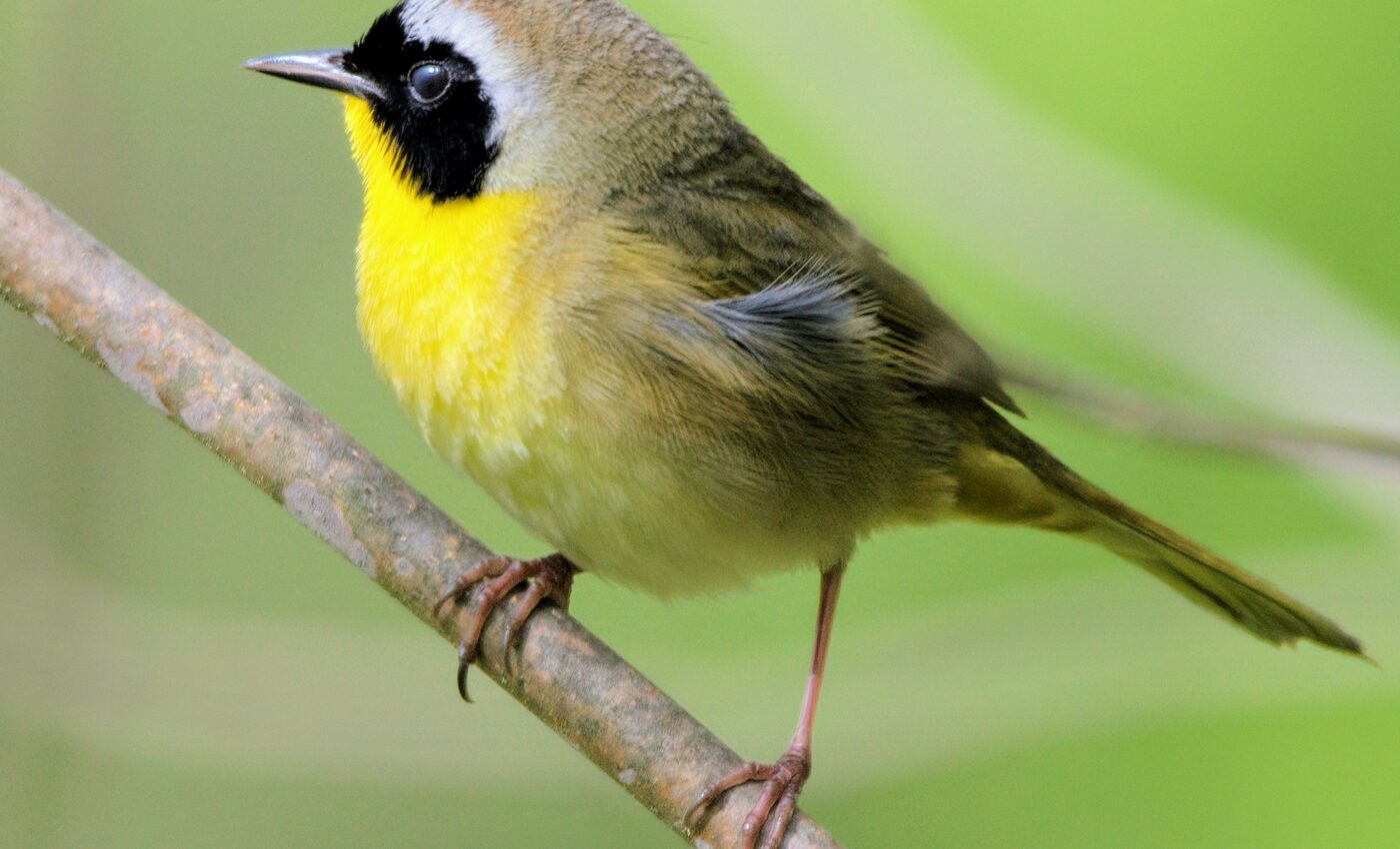 Female yellowthroats choose flashy features in superior males