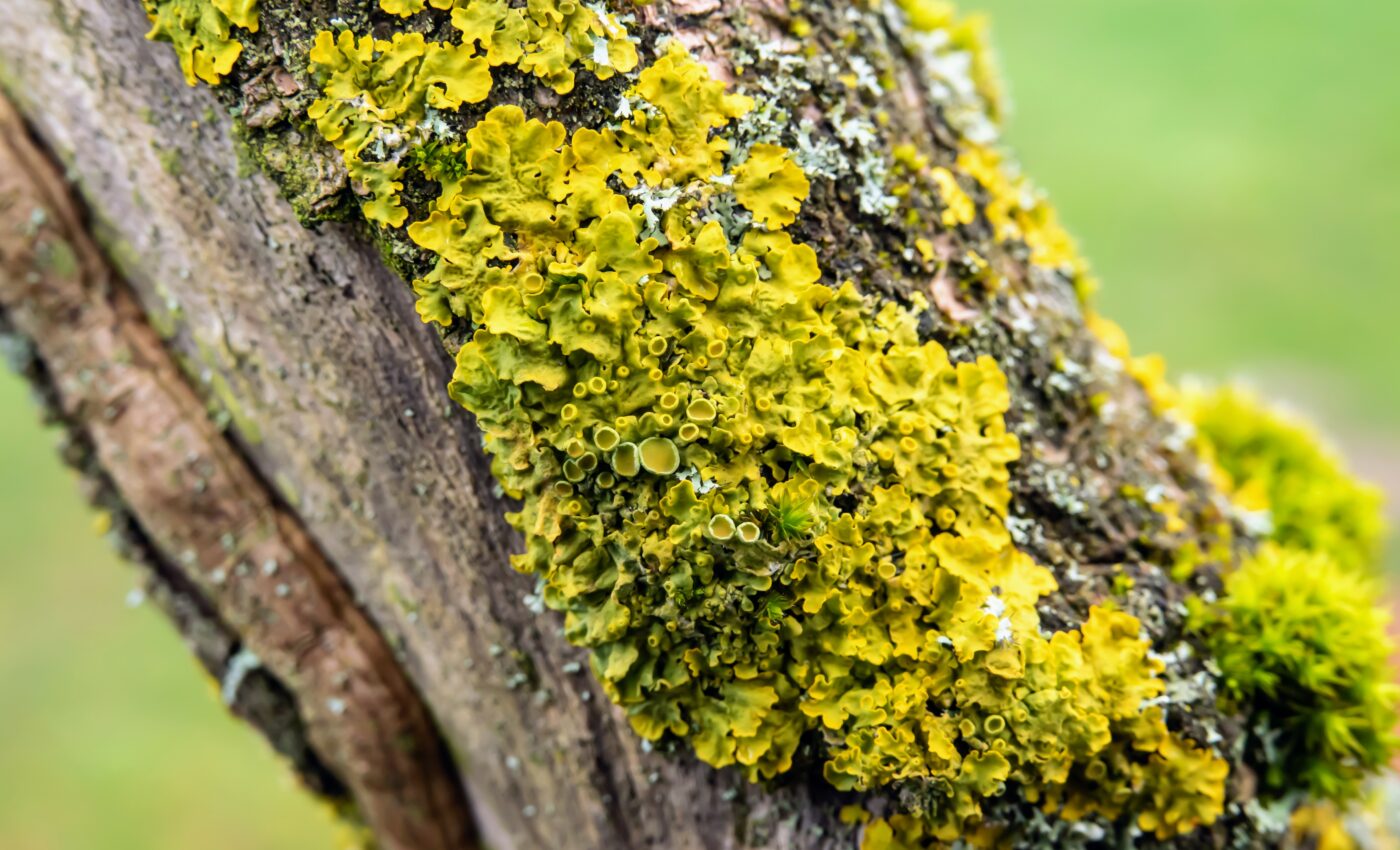 Lichens cannot adapt as fast as Earth's temperature is changing