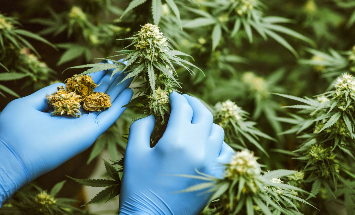 How do "skunky" cannabis emissions affect air quality?