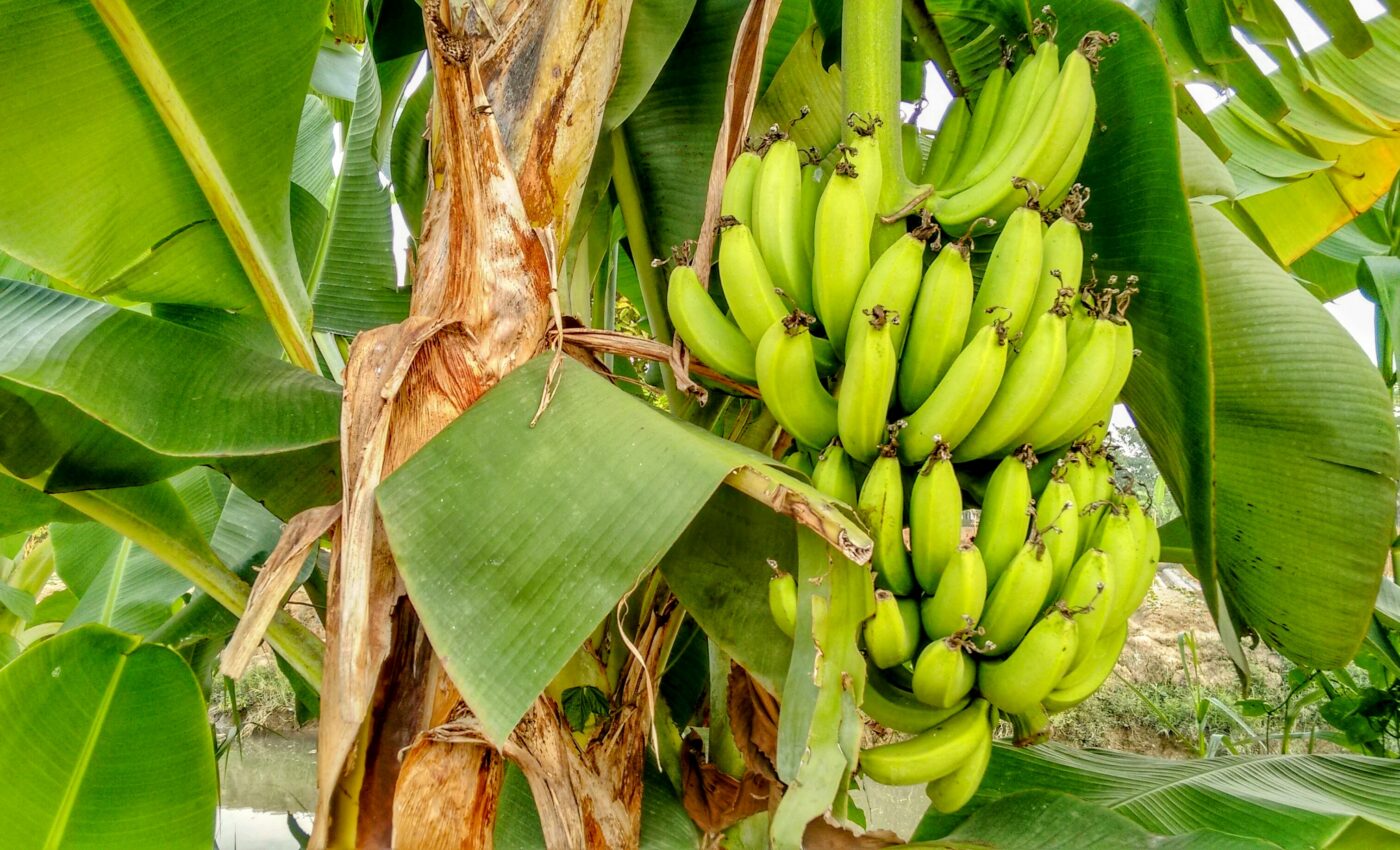 Vietnam's banana industry is threatened by disease